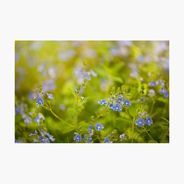 Item preview, Veronica chamaedrys blue flowering designed and sold by Arletta Cwalina.