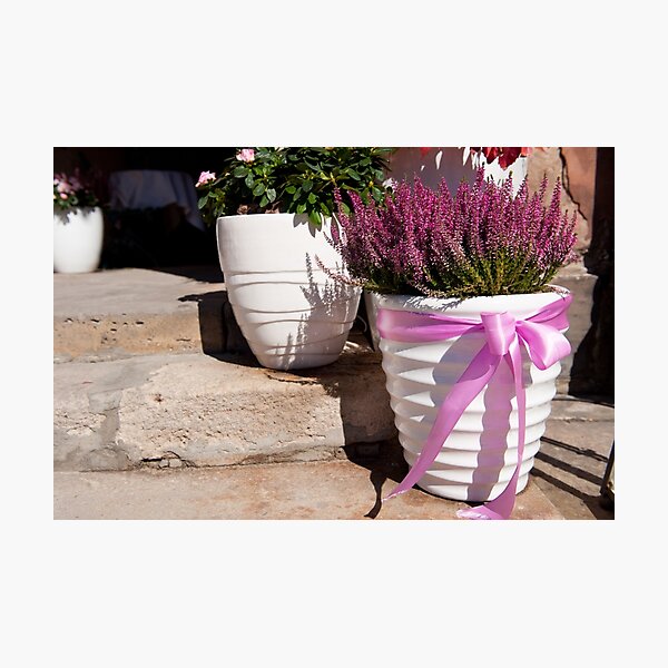 Item preview, ling plant in white big flowerpot  designed and sold by Arletta Cwalina.