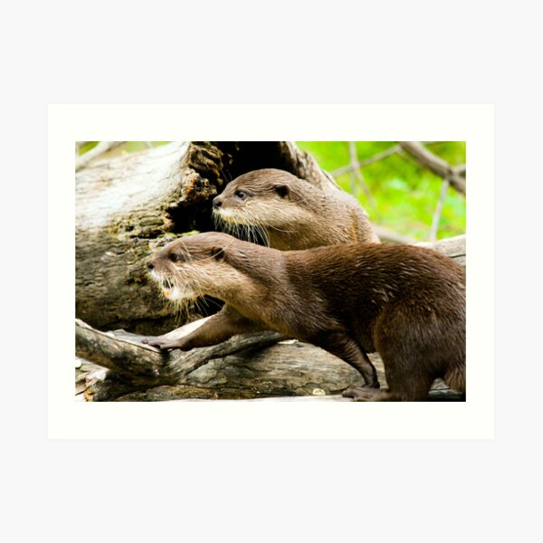 Otters Art Print