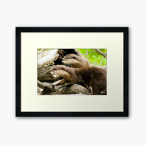 Otters Framed Art Print