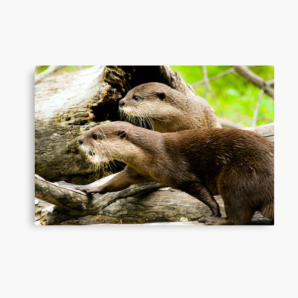 Otters Canvas Print