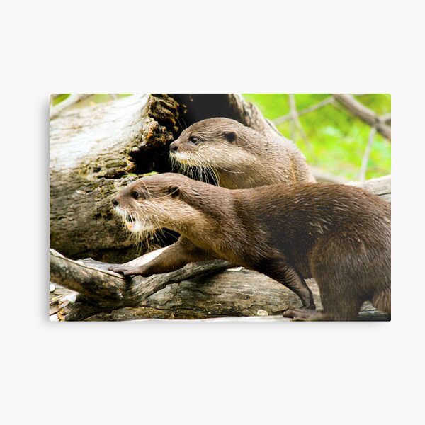 Otters Metal Print