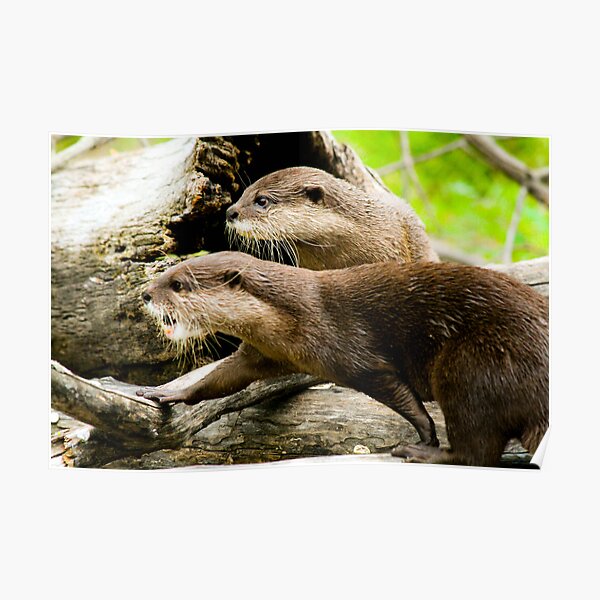 Otters Poster