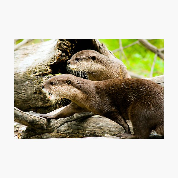 Otters Photographic Print
