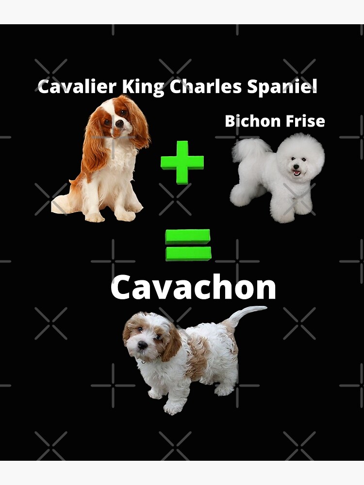 cavalier king charles spaniel bichon frise