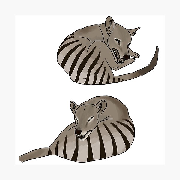 Resting Thylacines Photographic Print