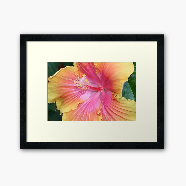 Hibiscus Framed Art Print