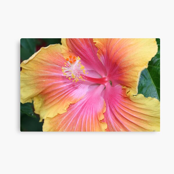 Hibiscus Canvas Print