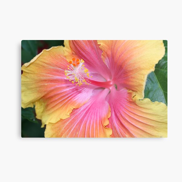 Hibiscus Metal Print