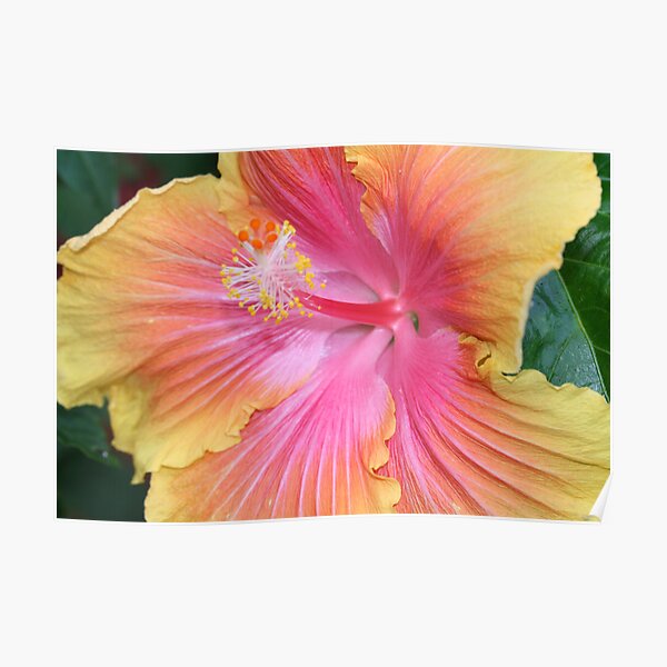 Hibiscus Poster