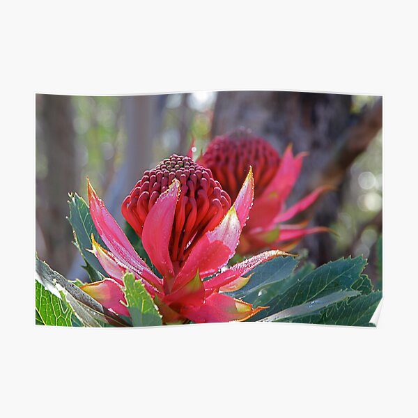 Waratah Poster