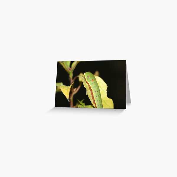 Caterpillar Greeting Card