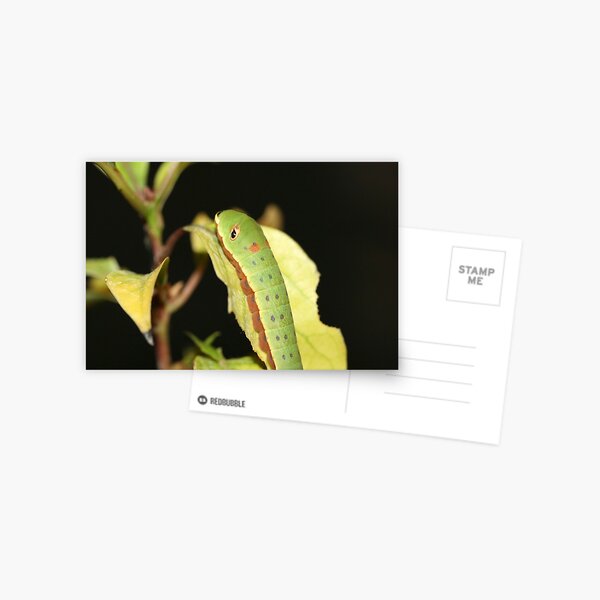 Caterpillar Postcard
