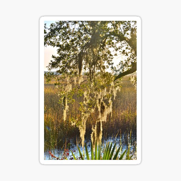 Item preview, Spanish Moss Vertical designed and sold by LisaWootenPhoto.