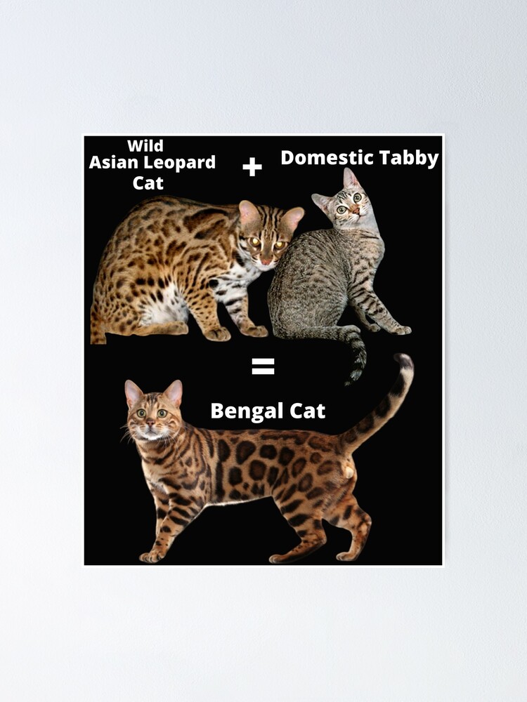 Bengal Cat Compared To Normal Cat ubicaciondepersonas.cdmx.gob.mx