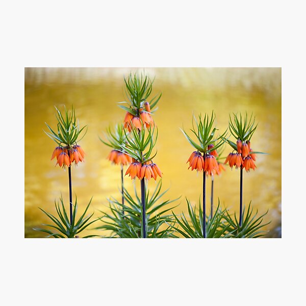 Item preview, Orange lily flowers Fritillaria imperialis designed and sold by Arletta Cwalina.