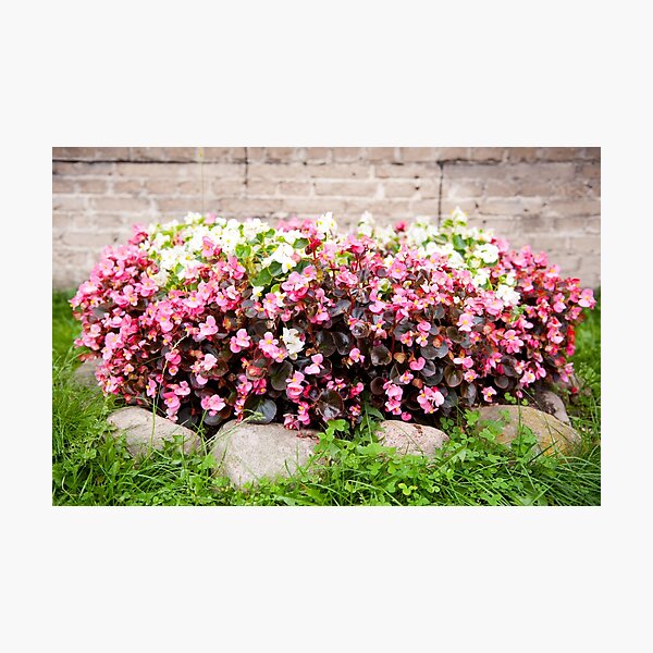 Item preview, pink Begonia semperflorens clumps designed and sold by Arletta Cwalina.