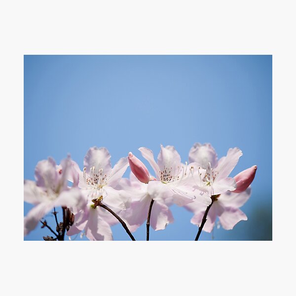 Item preview, Bunch of pink Rhododendron designed and sold by Arletta Cwalina.
