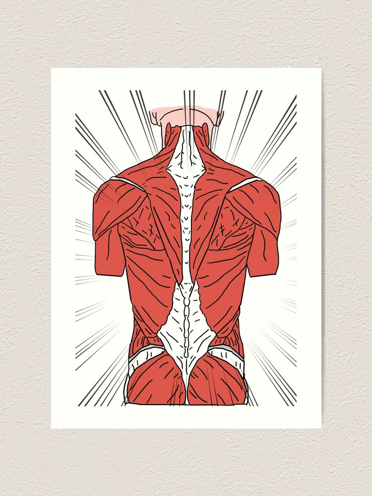 Back Muscles Anatomy Illustration Art Print By Lillycantabile Redbubble