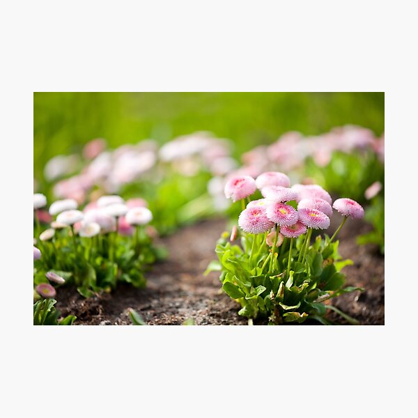 Item preview, Blossom Bellis perennis pomponette designed and sold by Arletta Cwalina.