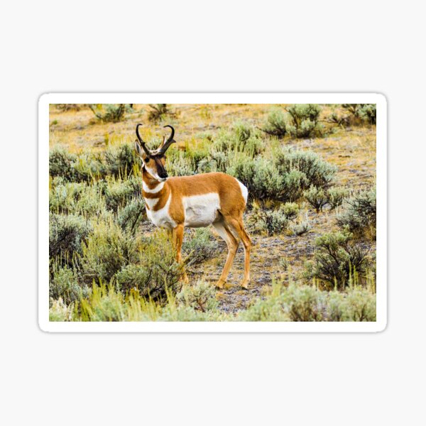 Item preview, Pronghorn Antelope Yellowstone National Park designed and sold by bengraham.