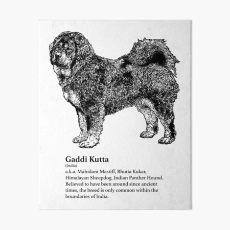 Gaddi Kutta Art Board Print