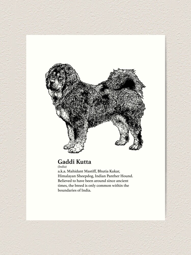 Gaddi Kutta Bhutia Sheepdog Pure Bhote Dog Uttarakhand Huni