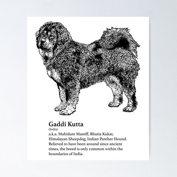 Gaddi Kutta