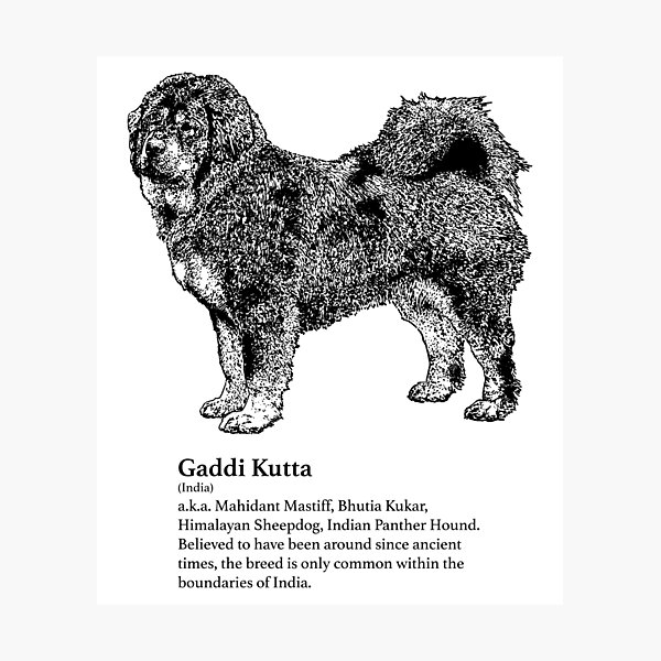 indian panther hound