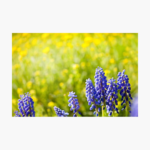 Item preview, Blue Muscari Mill bunches designed and sold by Arletta Cwalina.