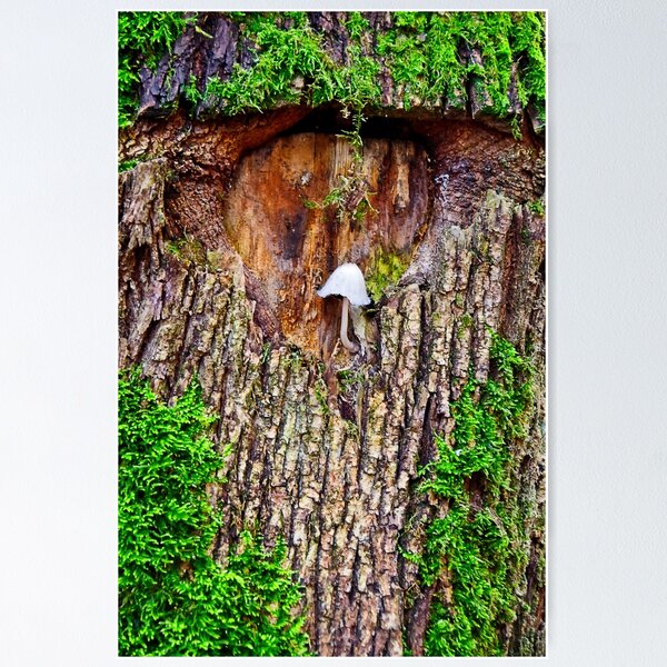 Item preview, Squatter Of Tree Hollow designed and sold by Elzbieta Fazel.