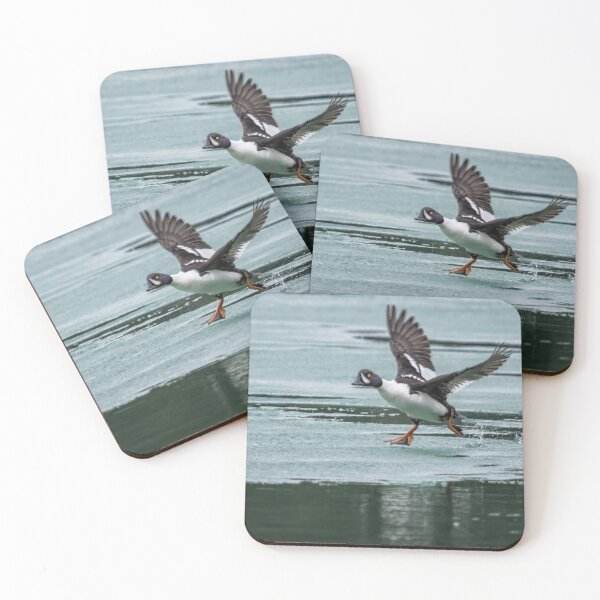 Item preview, Male Barrow's Goldeneye Scrambling Across the Ice designed and sold by Belinda Greb Photography.