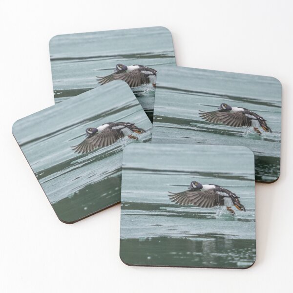 Item preview, Male Barrow's Goldeneye Taking Off designed and sold by Belinda Greb Photography.