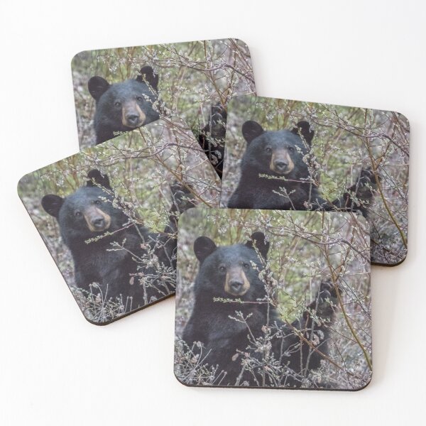 Item preview, Black Bear Dining on Flora, No. 1 designed and sold by Belinda Greb Photography.