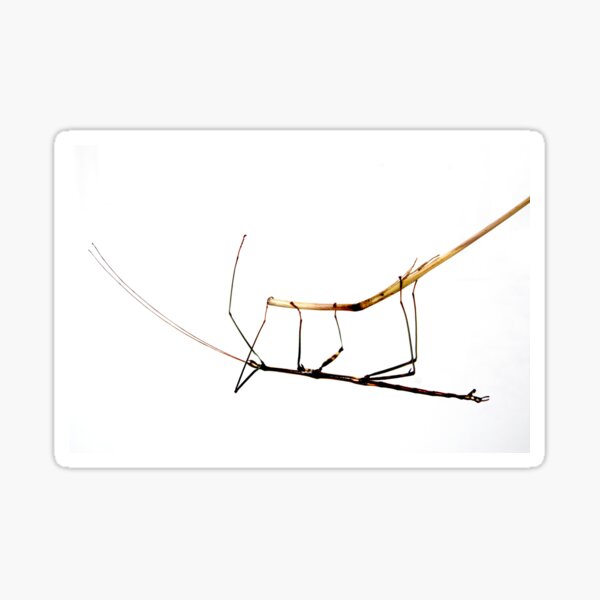 Walking Stick Insect Sticker