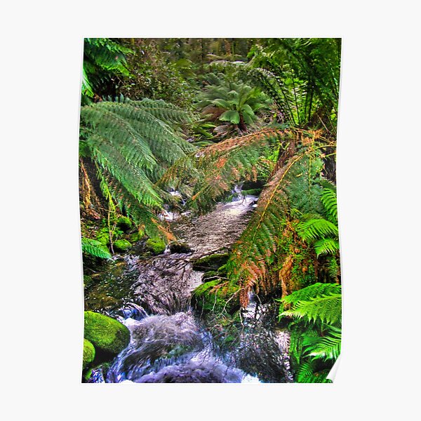 rainforest stream Poster