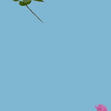 Artwork thumbnail, Two Roses. Blue background by MindTravel
