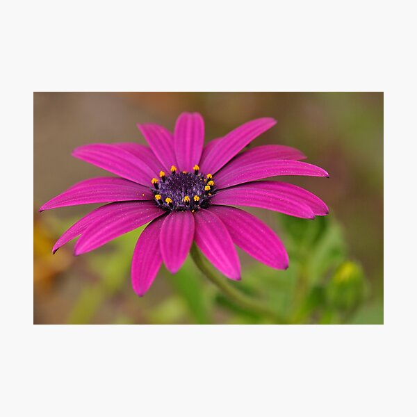Simplicity ~ Photographic Print