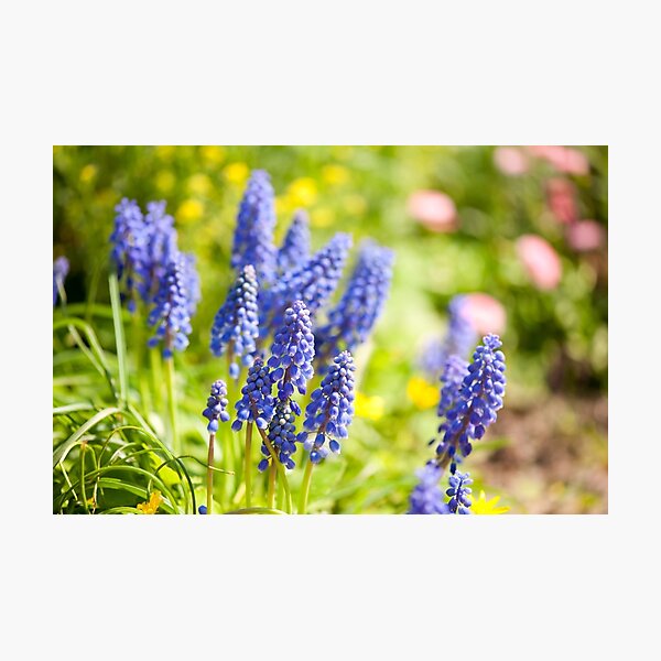 Item preview, Muscari Mill blue bunches designed and sold by Arletta Cwalina.