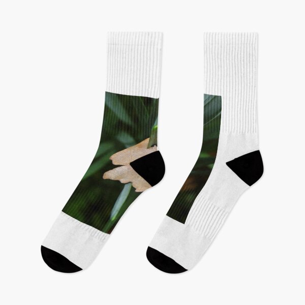 Item preview, What Came First, The LEAF Or The FROND designed and sold by WildestArt.