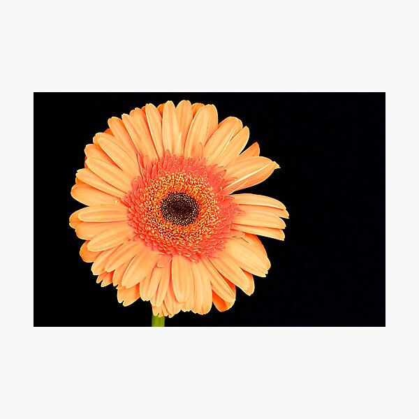 Orange Gerbera Photographic Print
