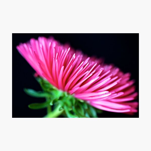 Pink Aster Photographic Print