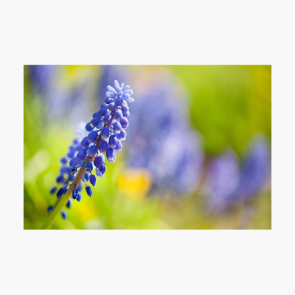 Item preview, One blue Muscari Mill flower  designed and sold by Arletta Cwalina.