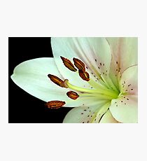 White Lily III Photographic Print