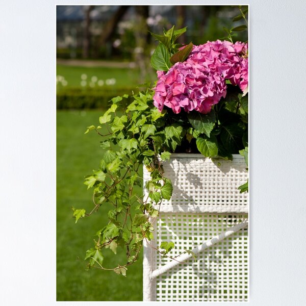 Item preview, Hydrangea or hortensia blooming designed and sold by Arletta Cwalina.