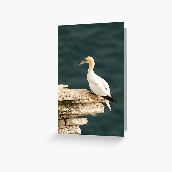Gannet on Outcrop Greeting Card