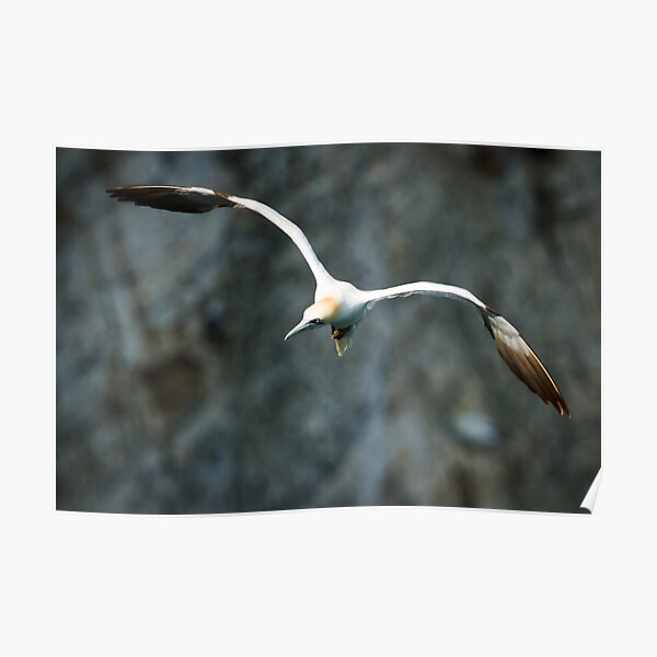 Gannet in Flight #1 Poster