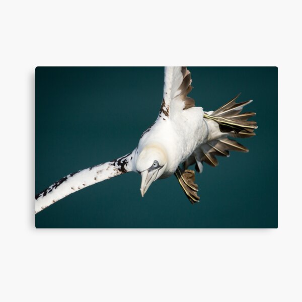 Gannet in Flight #2 Canvas Print