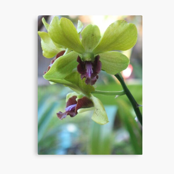 Orchid from the Orchid Isle Canvas Print