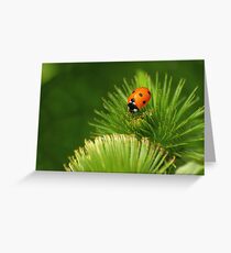 Xena Coccinellidae Greeting Card